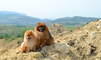 Pomeranian, two beautiful fluffy dogs sit on a mountain in the background of hills and vineyards