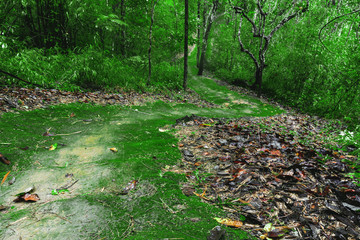 dark forest path in summer and wet moss road
