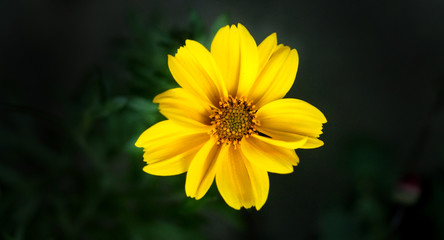 Blume