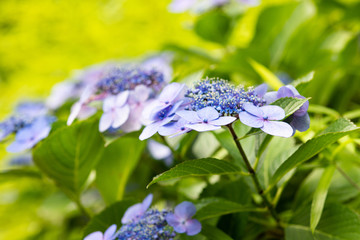 紫色のあじさいの花のアップ	