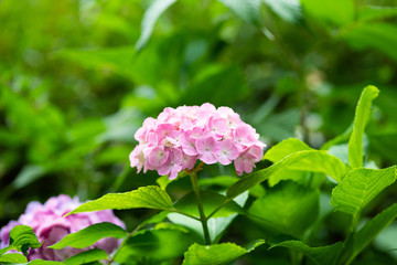 ピンク色のあじさいの花のアップ