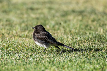 Adorable sparrow comfortable in green grass of park during late afternoon sun shadows.