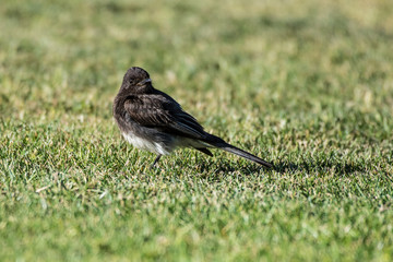 Dark brown sparrow settled onto the grass with head turned looking over feathers of his body.