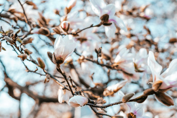 White magnolia flower blossom background with beautiful blurred bokeh effect.