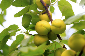 A growing apricot on a fruit tree