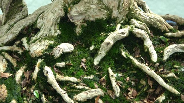 Bonsai tree roots. Macro view. Slow camera 