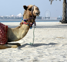 Kamel mit Halfter an einem Sandstrand in Abu Dhabi