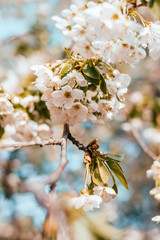 White cherry blossom background with beautiful blurred bokeh effect.
