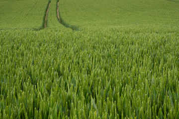 Field of green wheat with parallel tractor lines