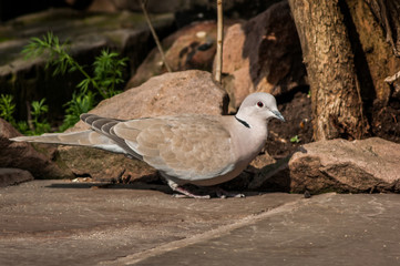 Collared Dove on Stone Patio