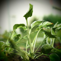 Obraz premium Funkie