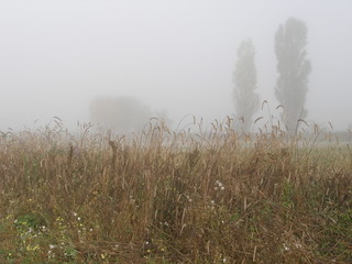Obraz na płótnie Canvas Autumn foggy morning. High grass..