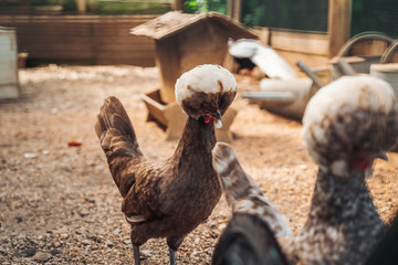 Polish chicken in the farm