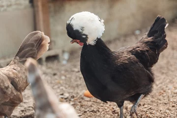 Photo sur Plexiglas Poulet Polish chicken in the farm