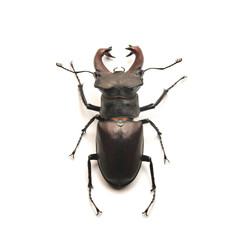 stag horn beetle