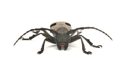 morimus funereus beetle