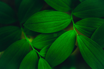 Texture of green plants with small leaves.