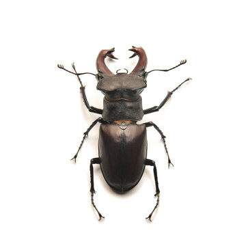 stag horn beetle