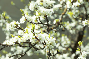 Beautiful blossoming tree outdoors, closeup