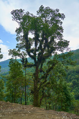 Fototapeta premium Large solitary green tree on a hillside in the countryside, Nepal