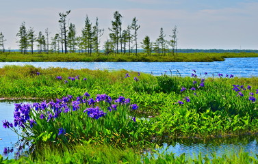 Flowers irises surrounded by water. © Liudmila