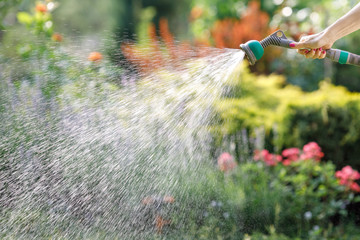 Watering garden flowers with hose