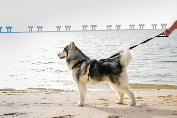 Alaskan Malamute on the beach in Dubai