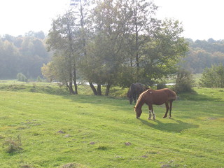 Fototapeta na wymiar Summer landscape with horses.