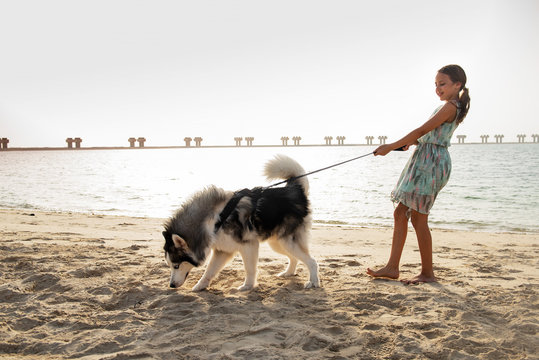 Young girl with Alaskan Malamute on the beach in Dubai
