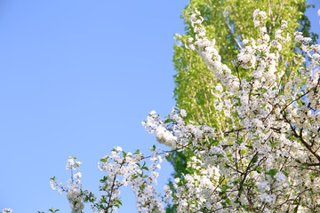 Beautiful blossoming tree branches on sky background