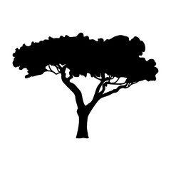 Naklejka premium Sylwetka akacja ikona drzewo flora