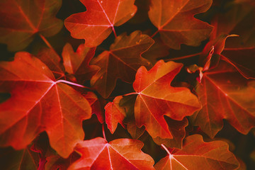 Red leaf texture. Leaf texture background