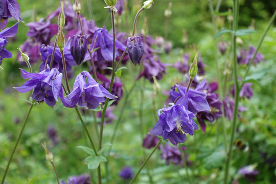 Lila Akeleien im Fr&uuml;hling