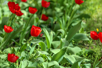 Obraz na płótnie Canvas Beautiful blossoming tulips outdoors