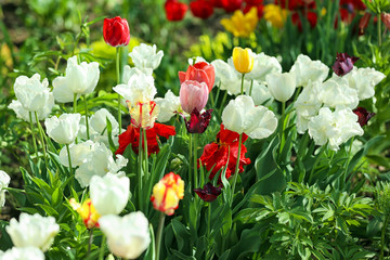 Fototapeta premium Beautiful blossoming tulips outdoors