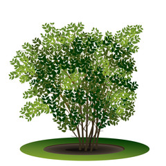 bush with green leaves and shadow