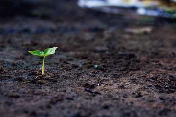 Growing plant , Young plant in the morning light on ground background, New life concept. Small plants on the ground in spring.