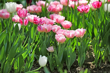 Beautiful blossoming tulips outdoors