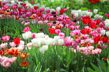 Beautiful blossoming tulips outdoors