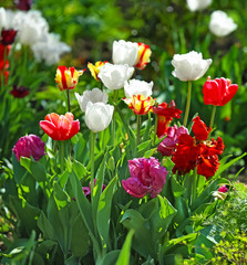 Beautiful blossoming tulips outdoors