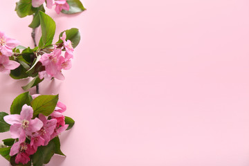 Beautiful blossoming branch on color background