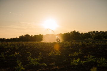 Irrigation system in function watering agricultural plants