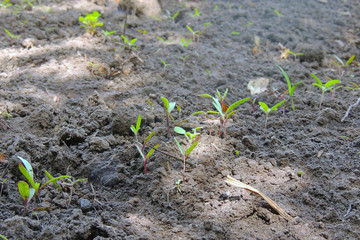 On vegetable gardens grow vegetables