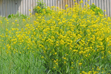 Young Nettle Close-up