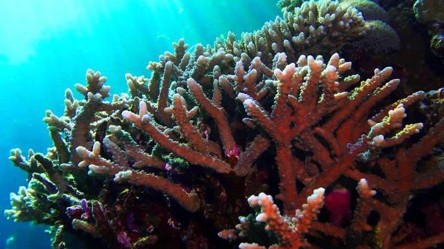 Net Fire Coral Millepora dichotoma , Glare of sunlight on colorful corals near the water surface.