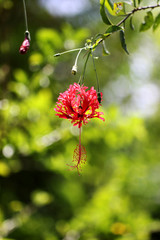 Lanterne japonaise (Hibiscus schizopetalus)