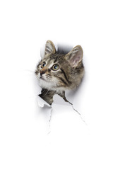 Cat in hole of paper, little grey tabby kitty attentively looks through torn white background,...