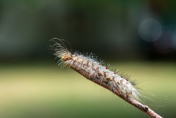 Gypsy moth caterpillar (Lymantria dispar)