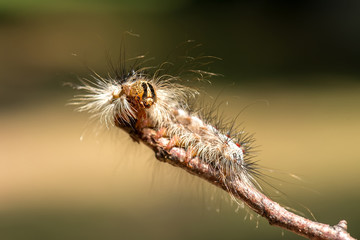 Gypsy moth caterpillar (Lymantria dispar)