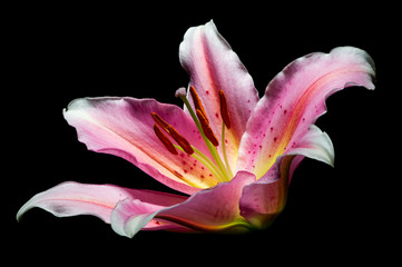 Lily, tropical flower with white-pink petals isolated on black background, closeup